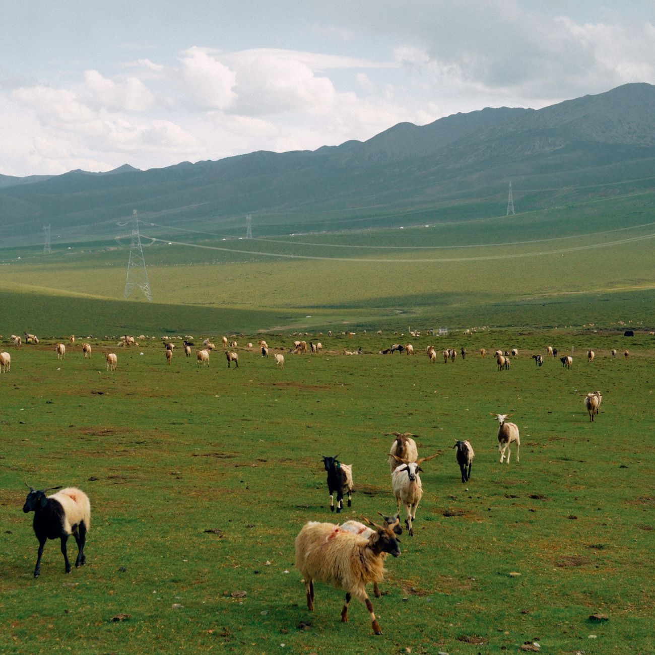 Genomic Selection in Livestock