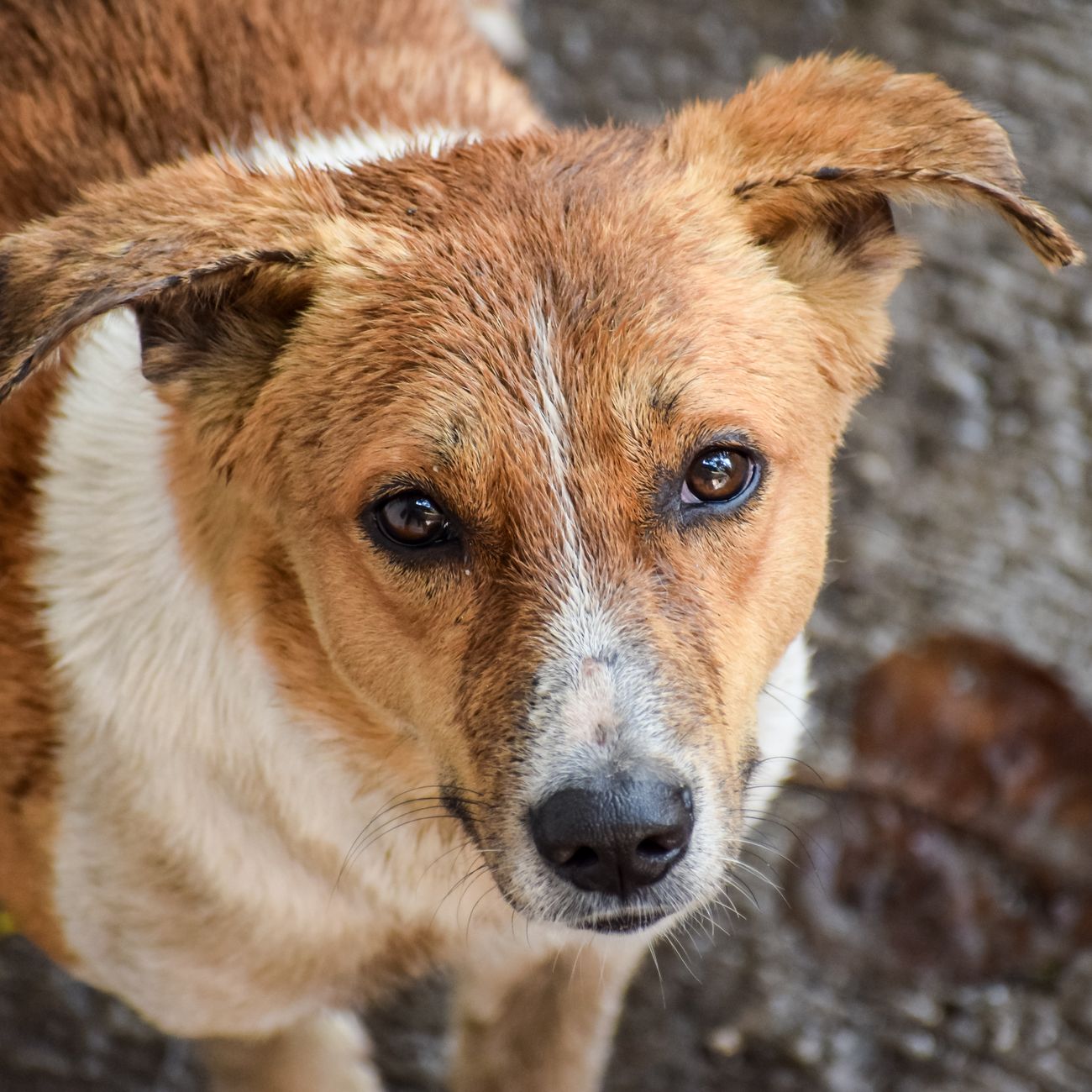 Anthelmintic Resistance
