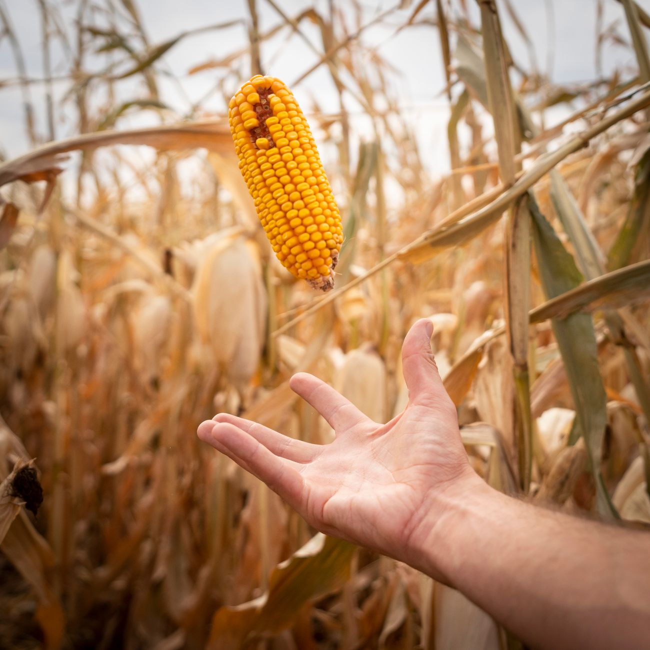 Food Security