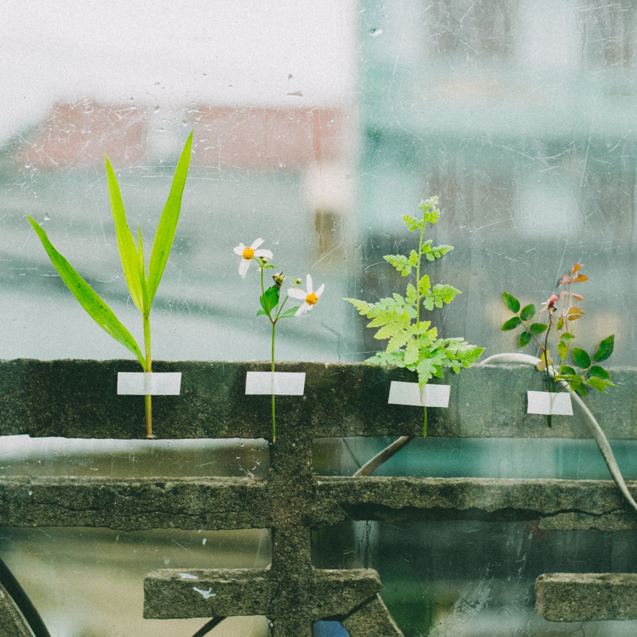 Plants and Materials in Therapeutic Garden Design