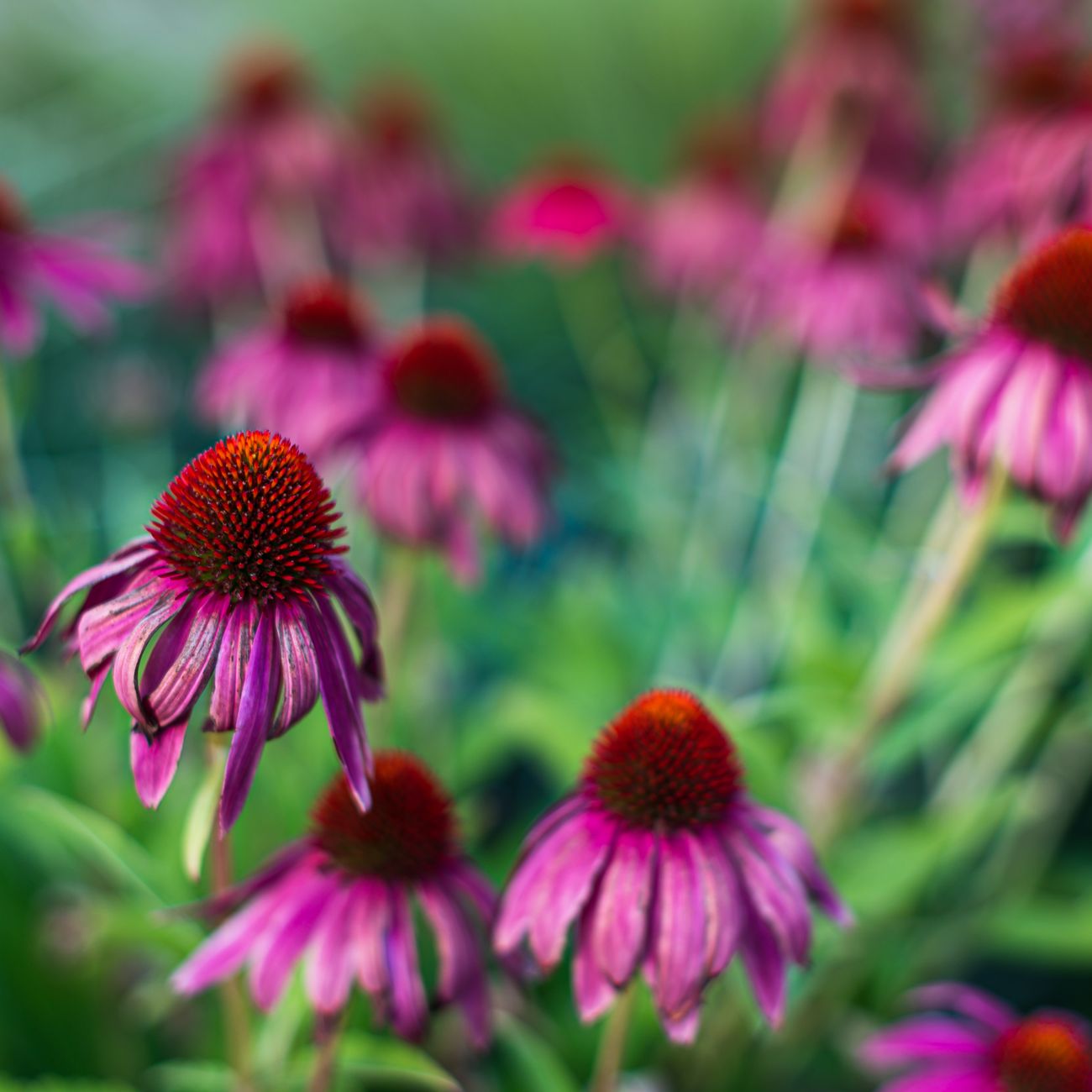 Therapeutic Garden Design for Specific Populations