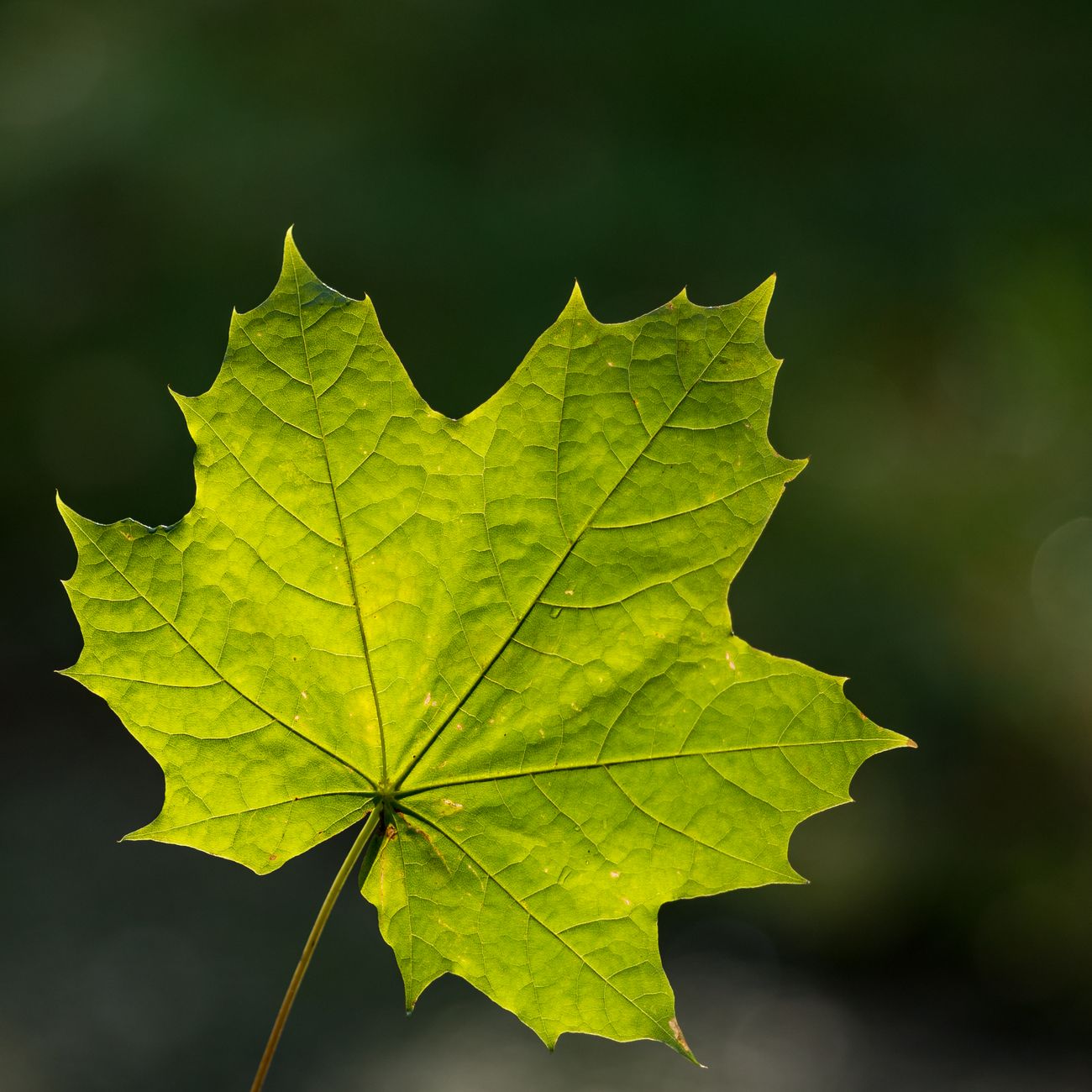 Photosynthesis and Light Quality