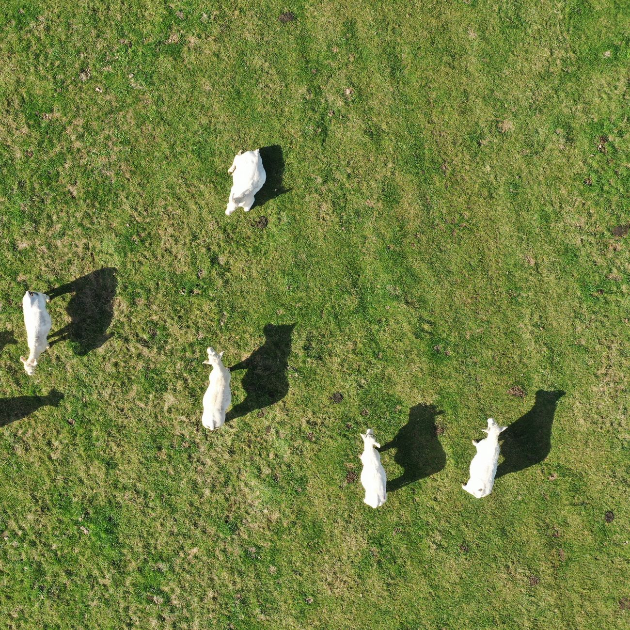 Risk Assessment and Management in Animal Health