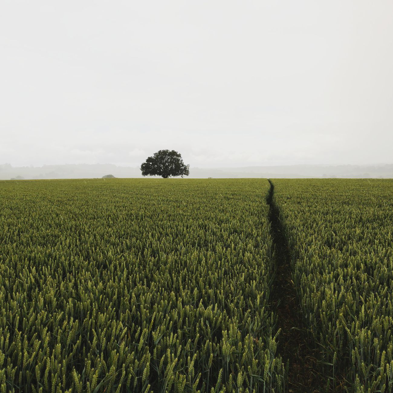 Strategic Leadership in Agriculture Industry
