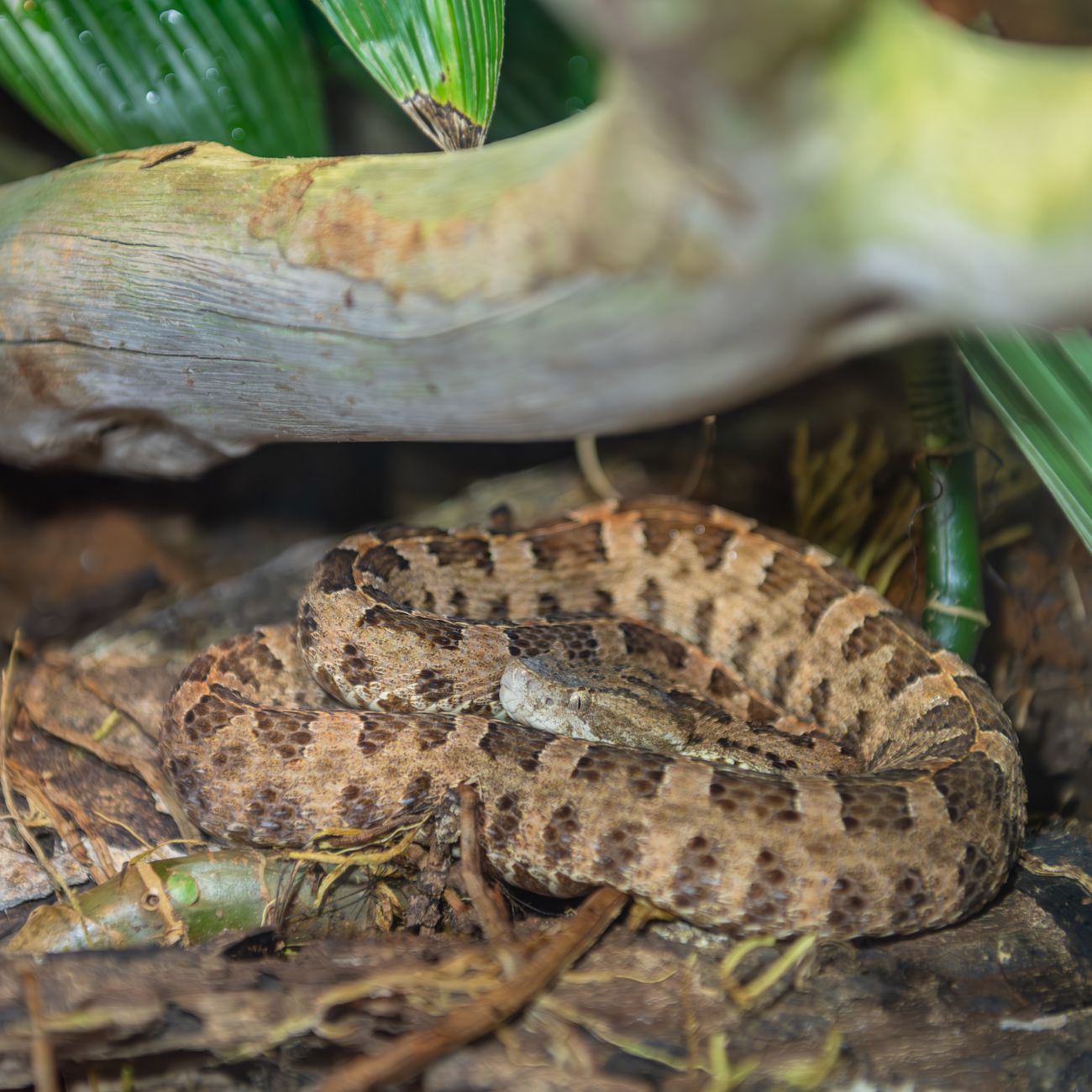 Legal and Ethical Considerations in Snake Handling