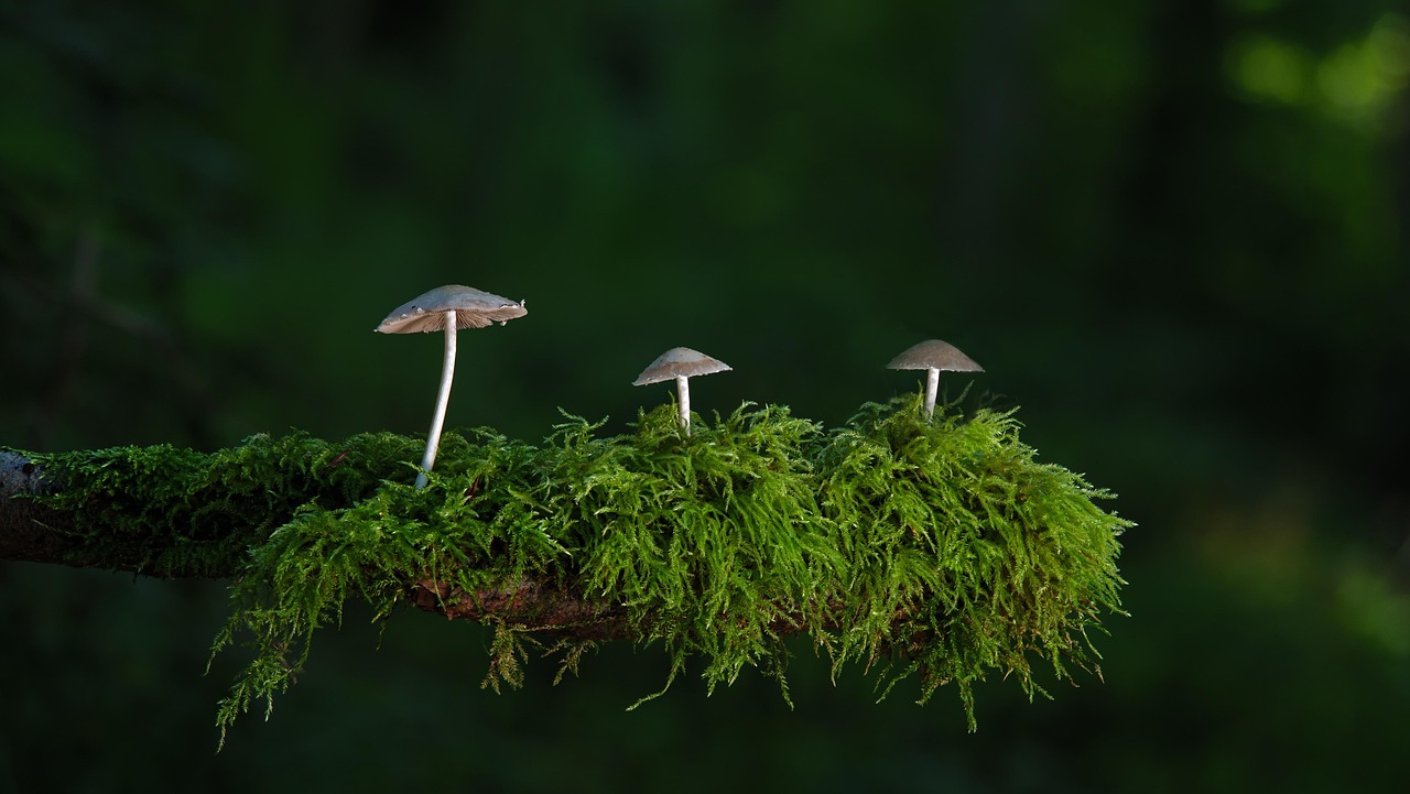 Fungal Biology and Ecology