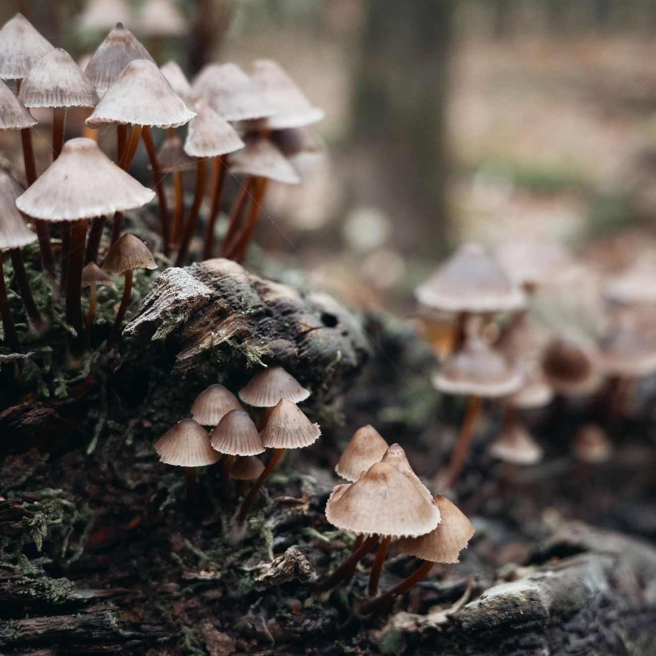 Fungi Identification and Harvesting