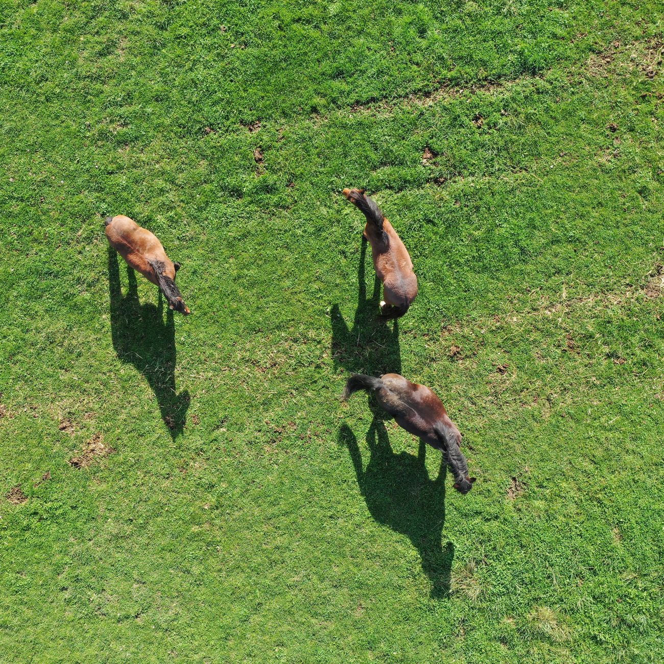 Computer Vision Applications in Animal Health