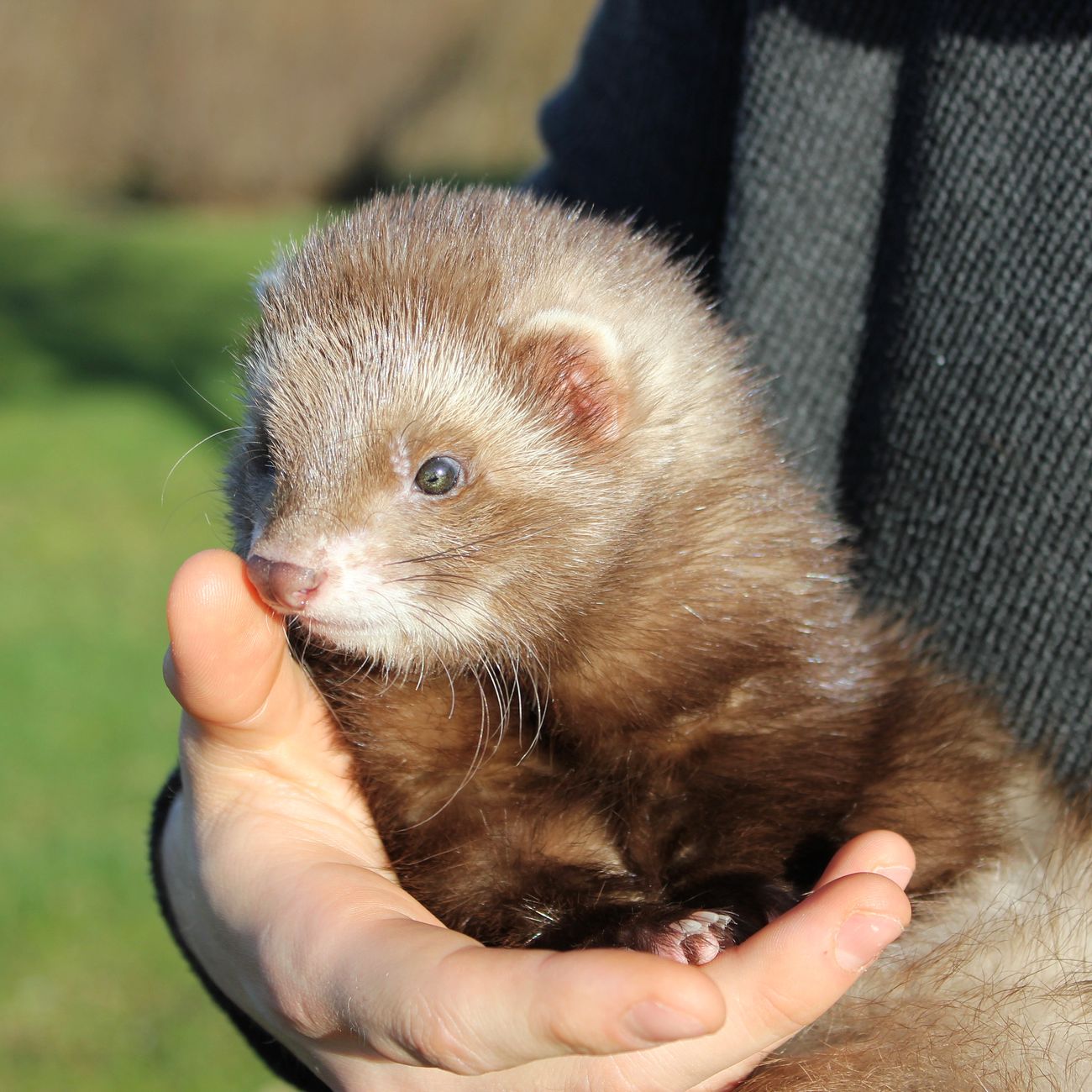 Ethical Considerations in Animal Assisted Therapy