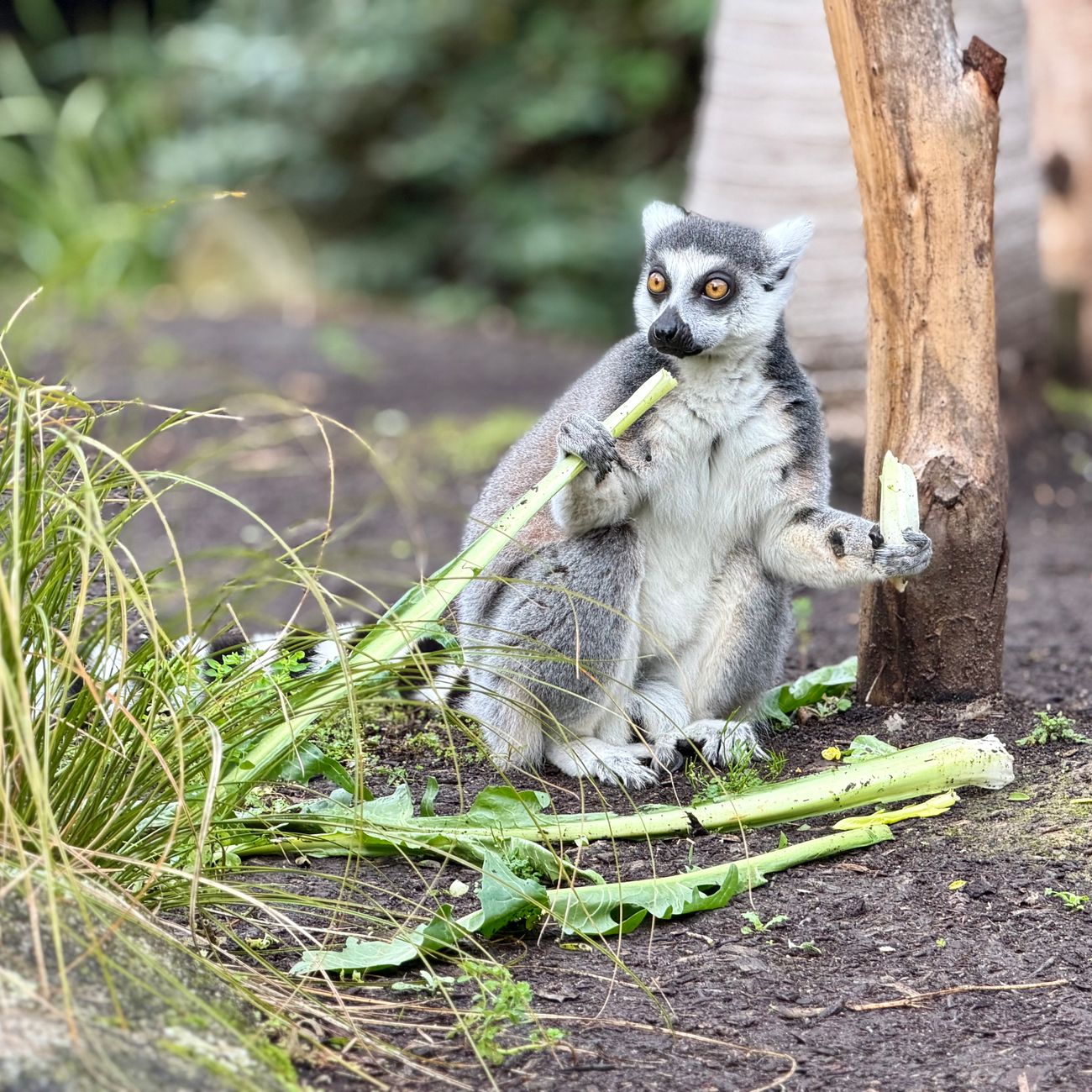 Animal Behavior and Communication in Therapy Settings