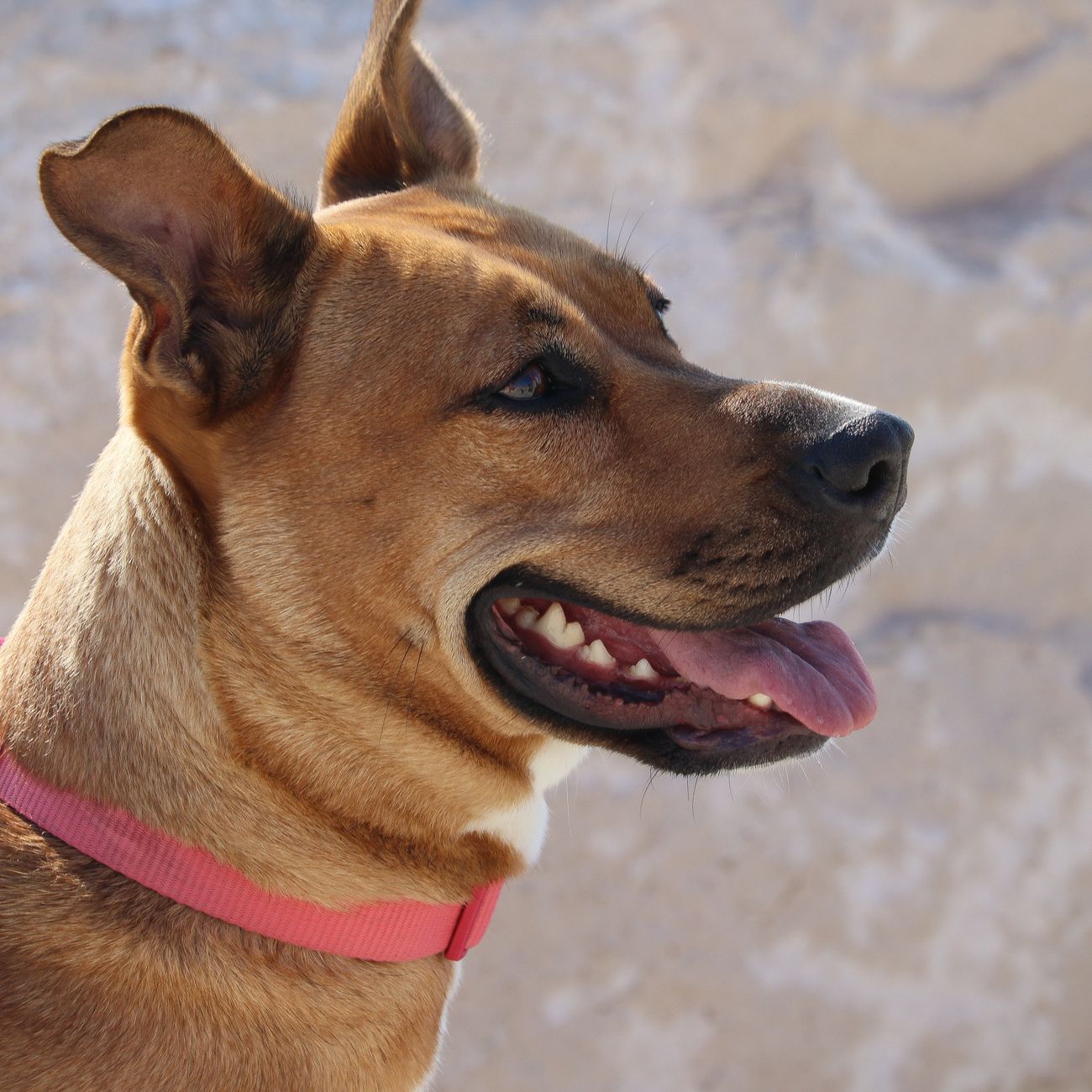 Assessment and Evaluation in Animal Assisted Therapy