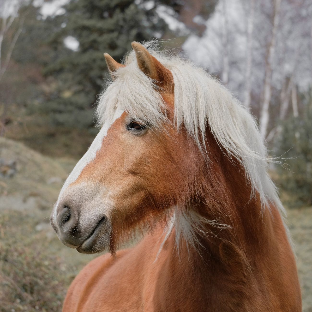 Equine Biomechanics and Gait Analysis