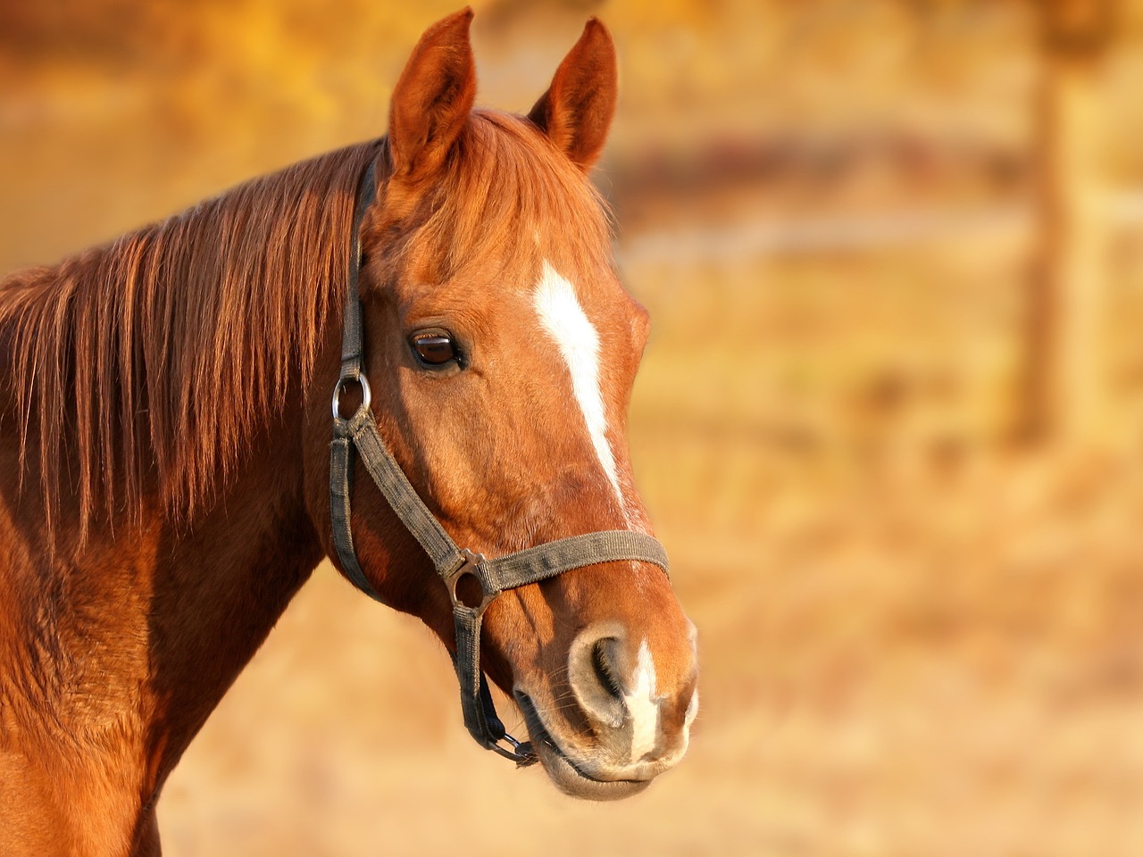Meditation Techniques for Equine Therapy