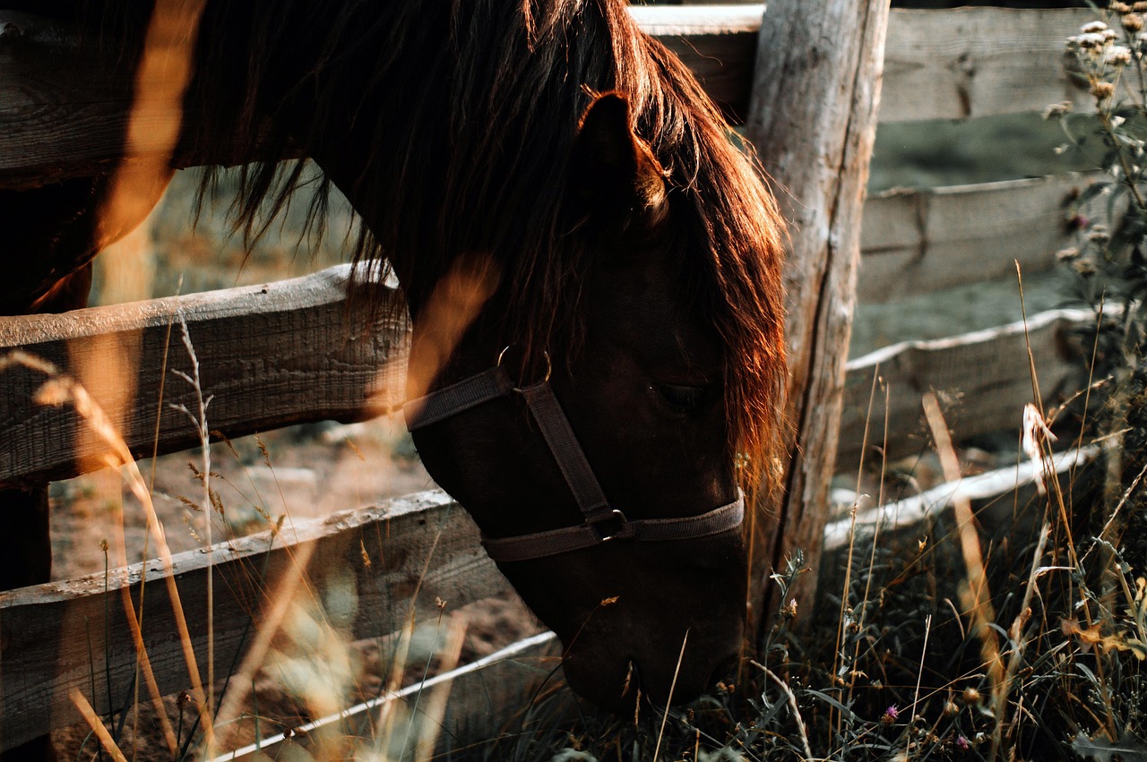 Assessment and Evaluation in Equine Therapy