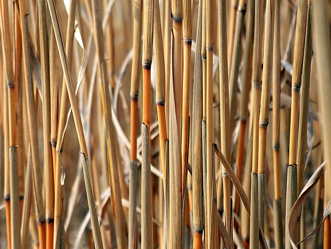 Biomass Pyrolysis Systems Analysis and Techno-Economic Assessment