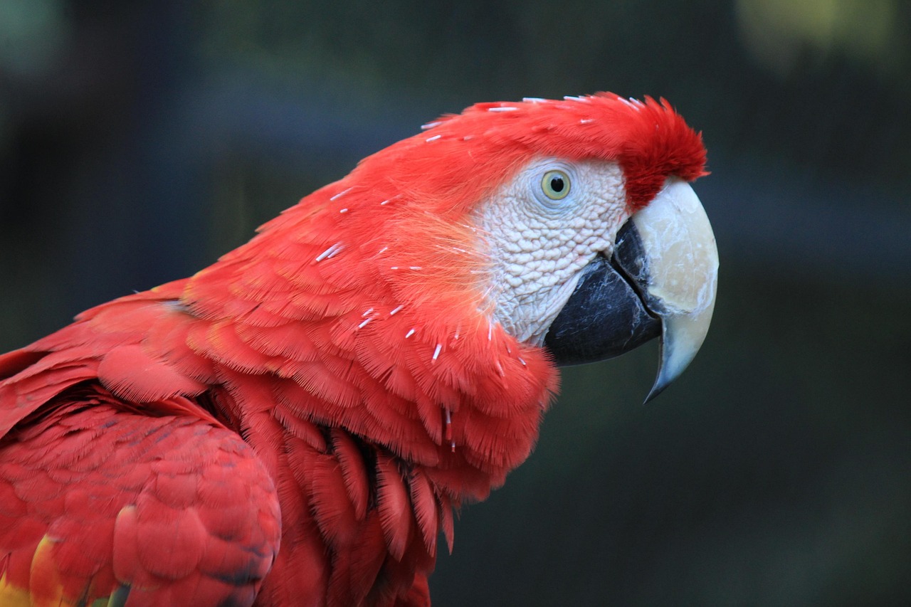 Carbohydrates and Fats for Parrots