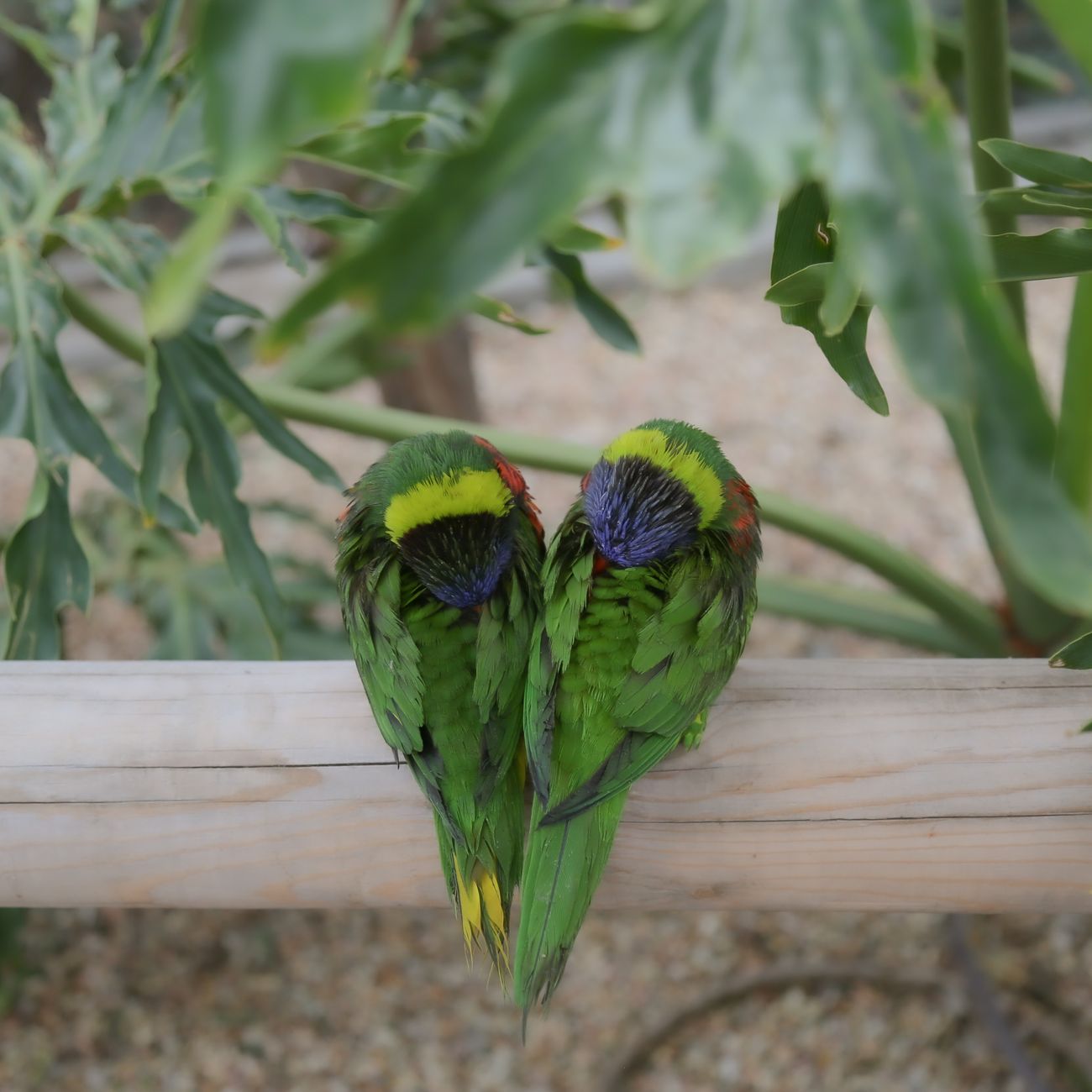 Water and Hydration for Parrots