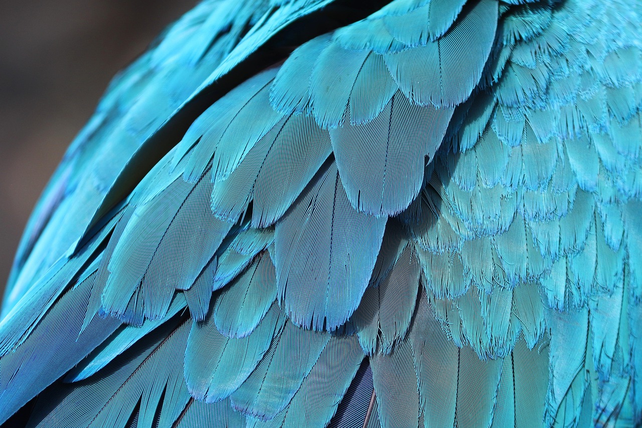 Common Nutritional Deficiencies in Parrots
