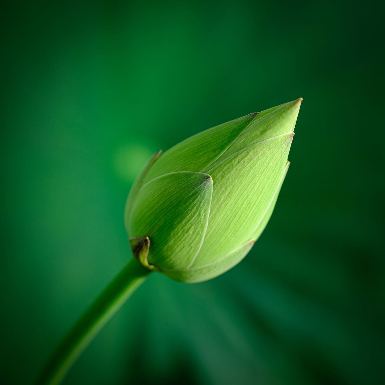 Integrating Yoga Philosophy with Grief Work