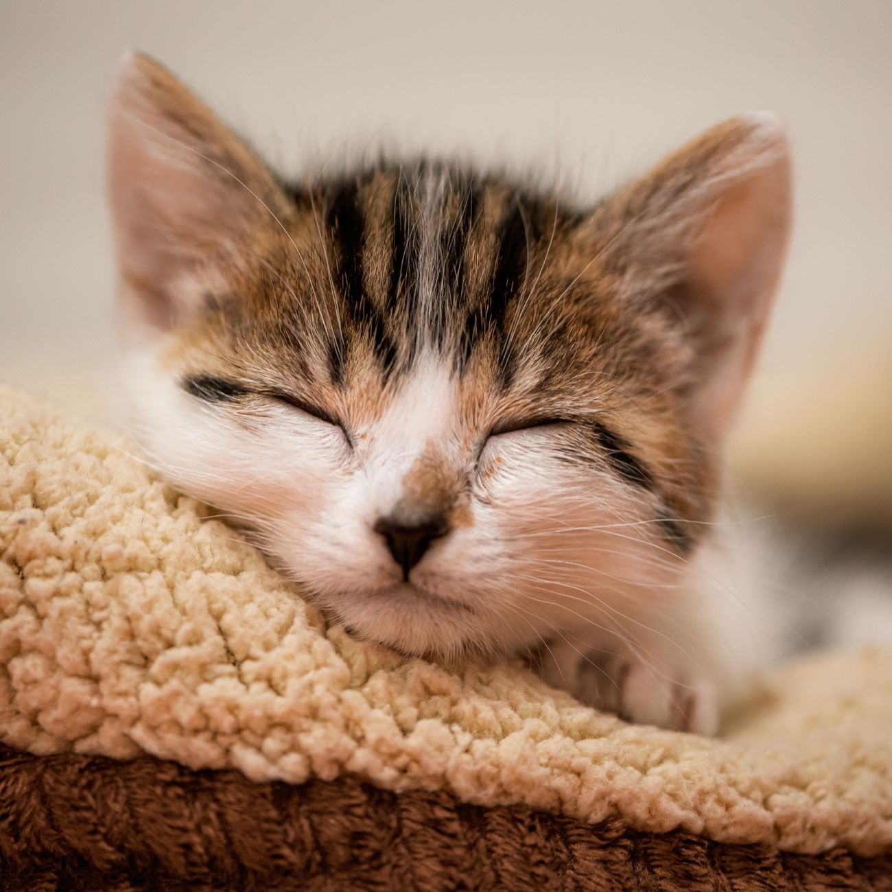 Optimizing Sleep and Circadian Rhythms