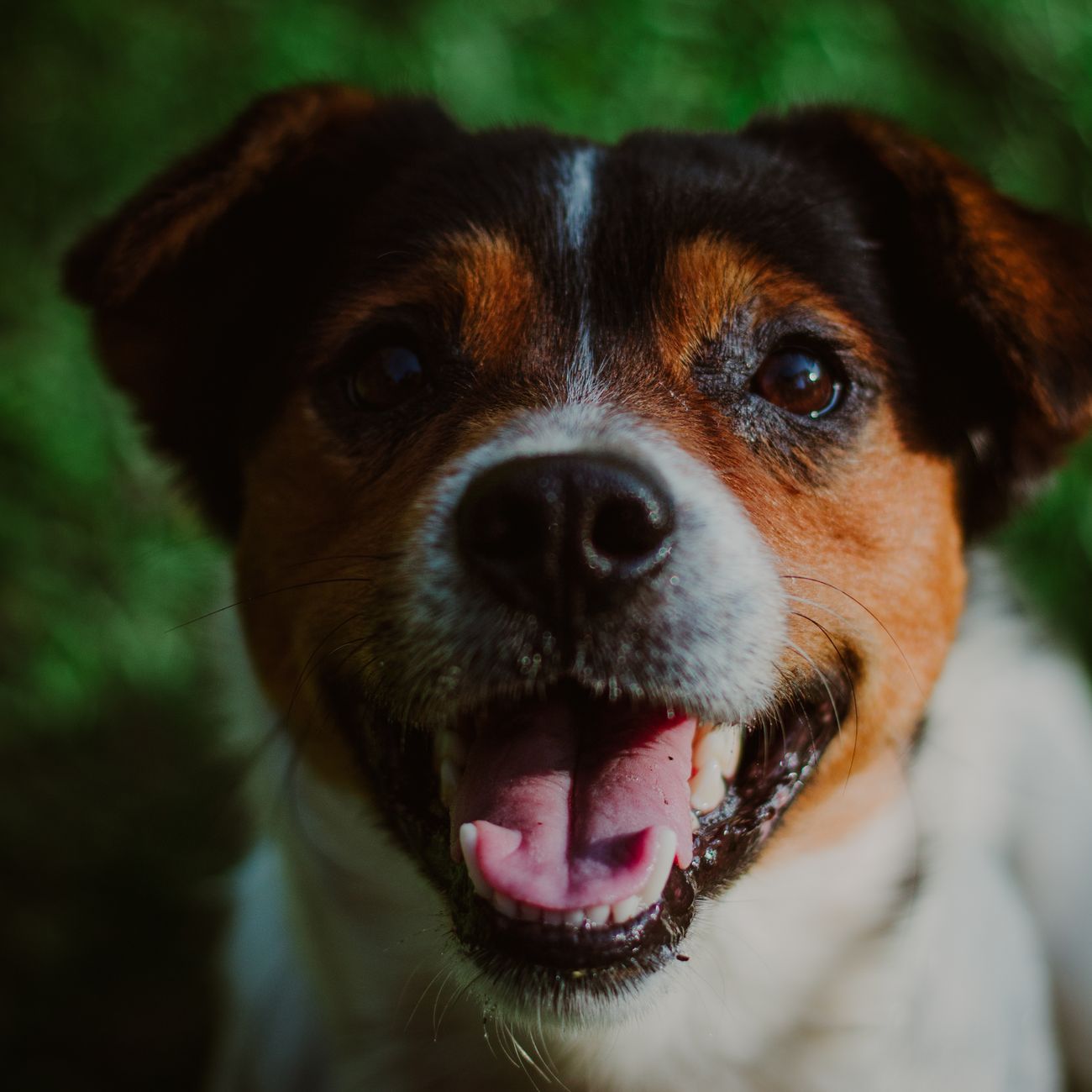 Canine First Aid and CPR