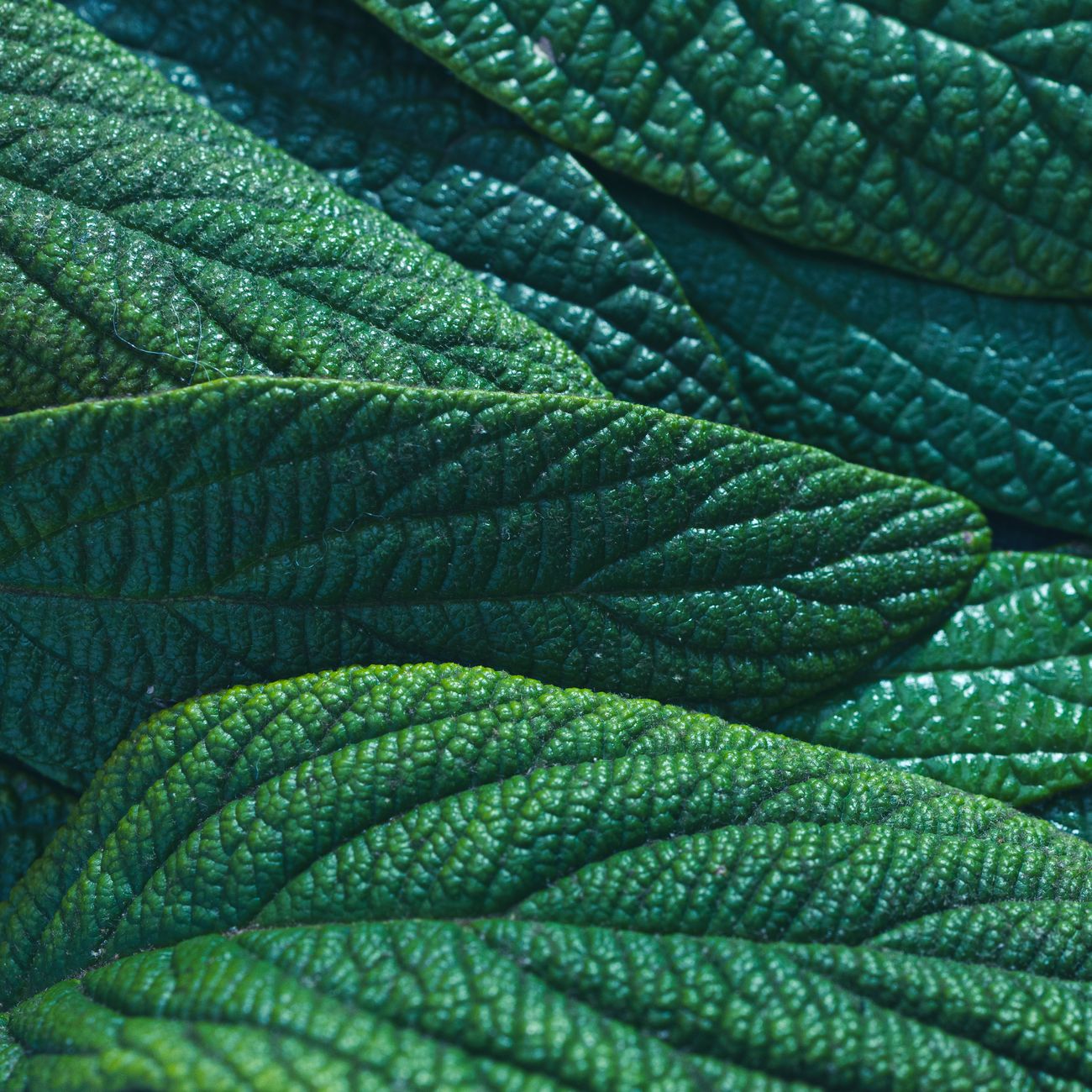 The Science of Horticultural Therapy
