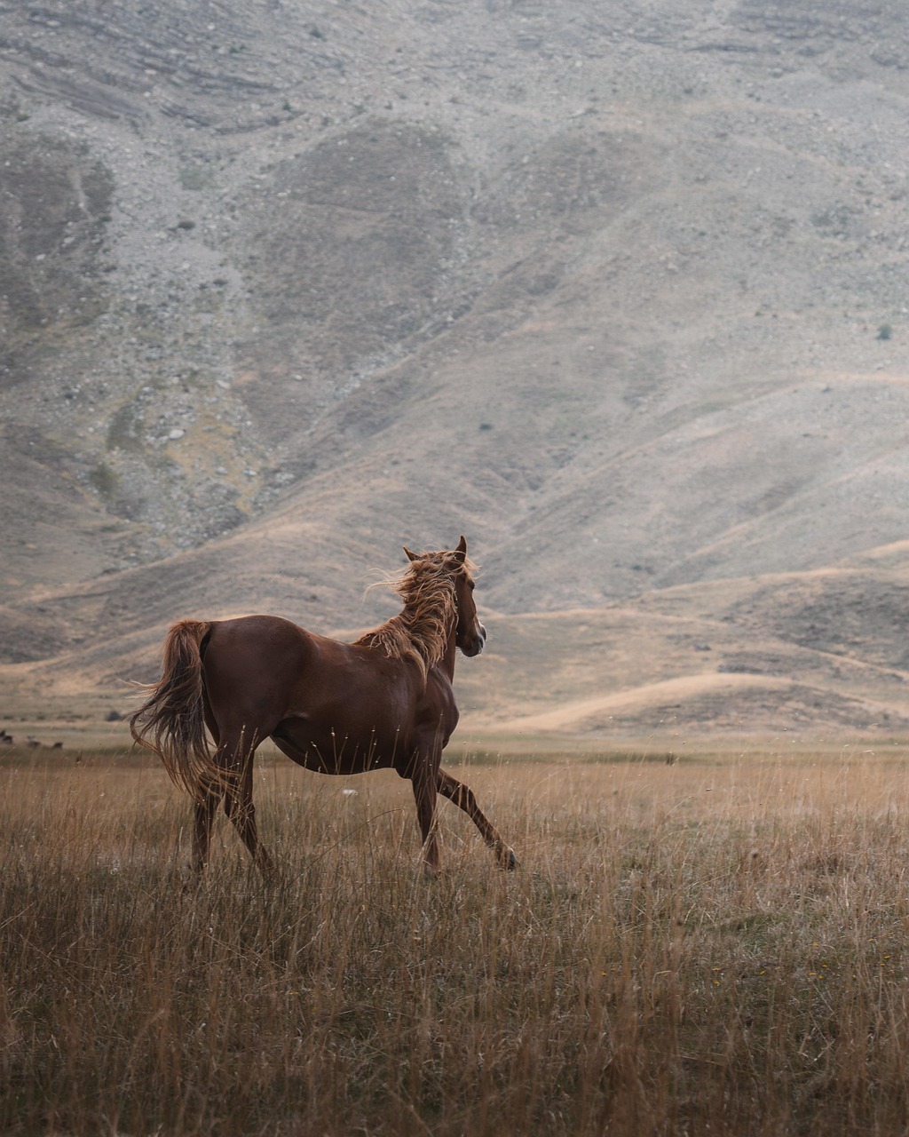 Equine Musculoskeletal System