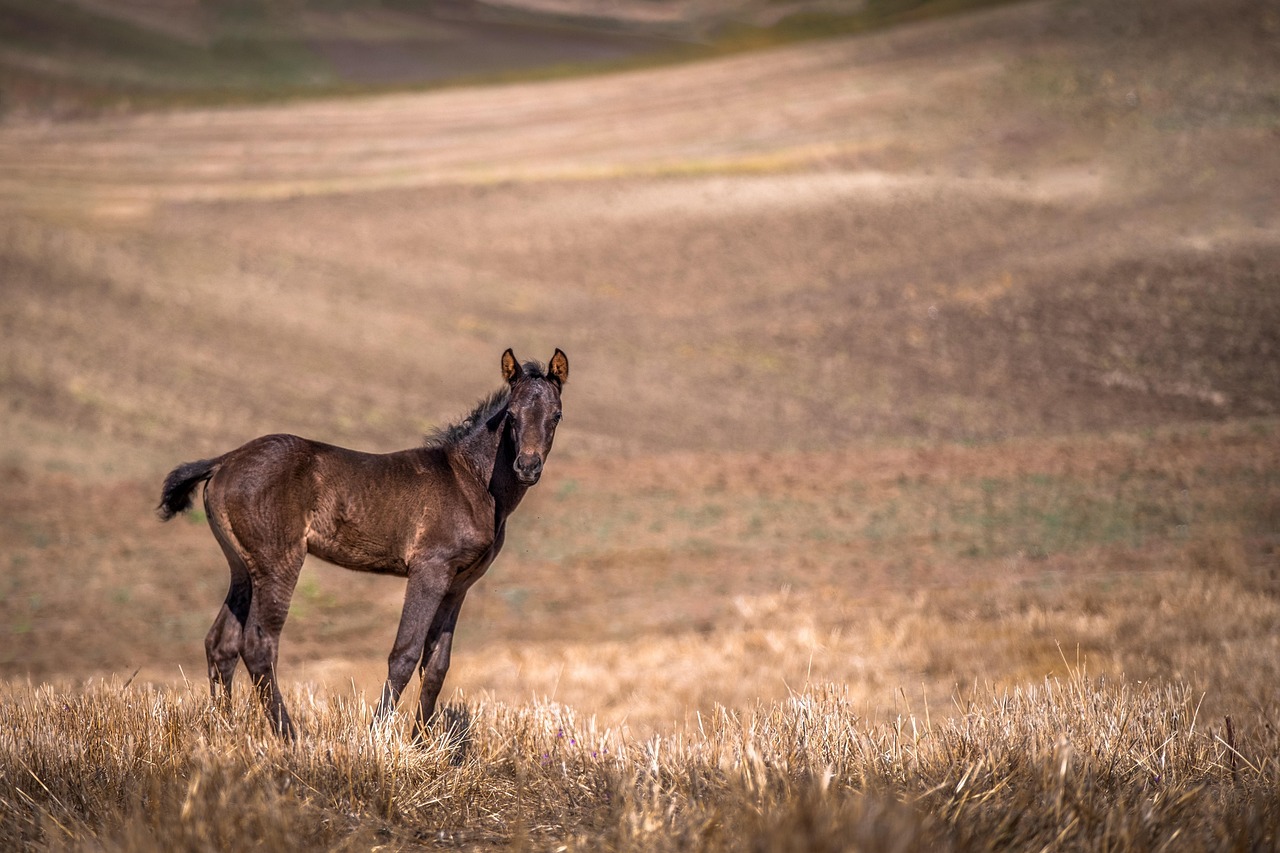 Equine Lameness Assessment
