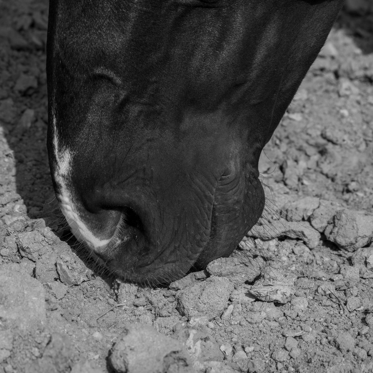 Equine Biomechanics Research.