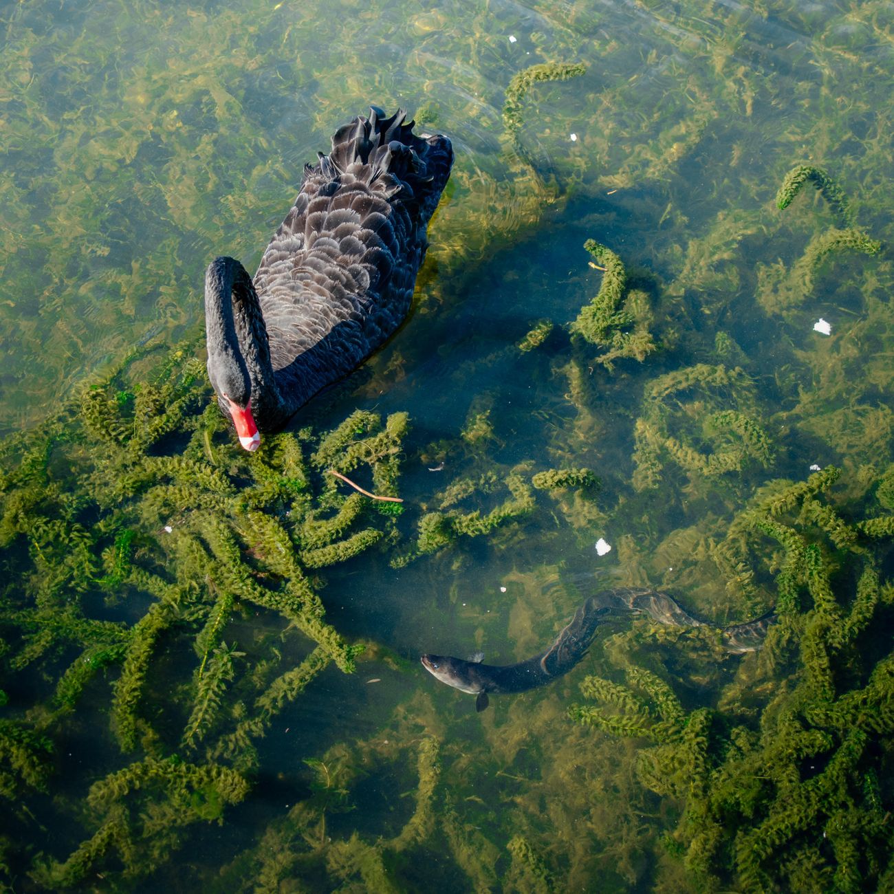 Aquatic Habitat Restoration and Conservation