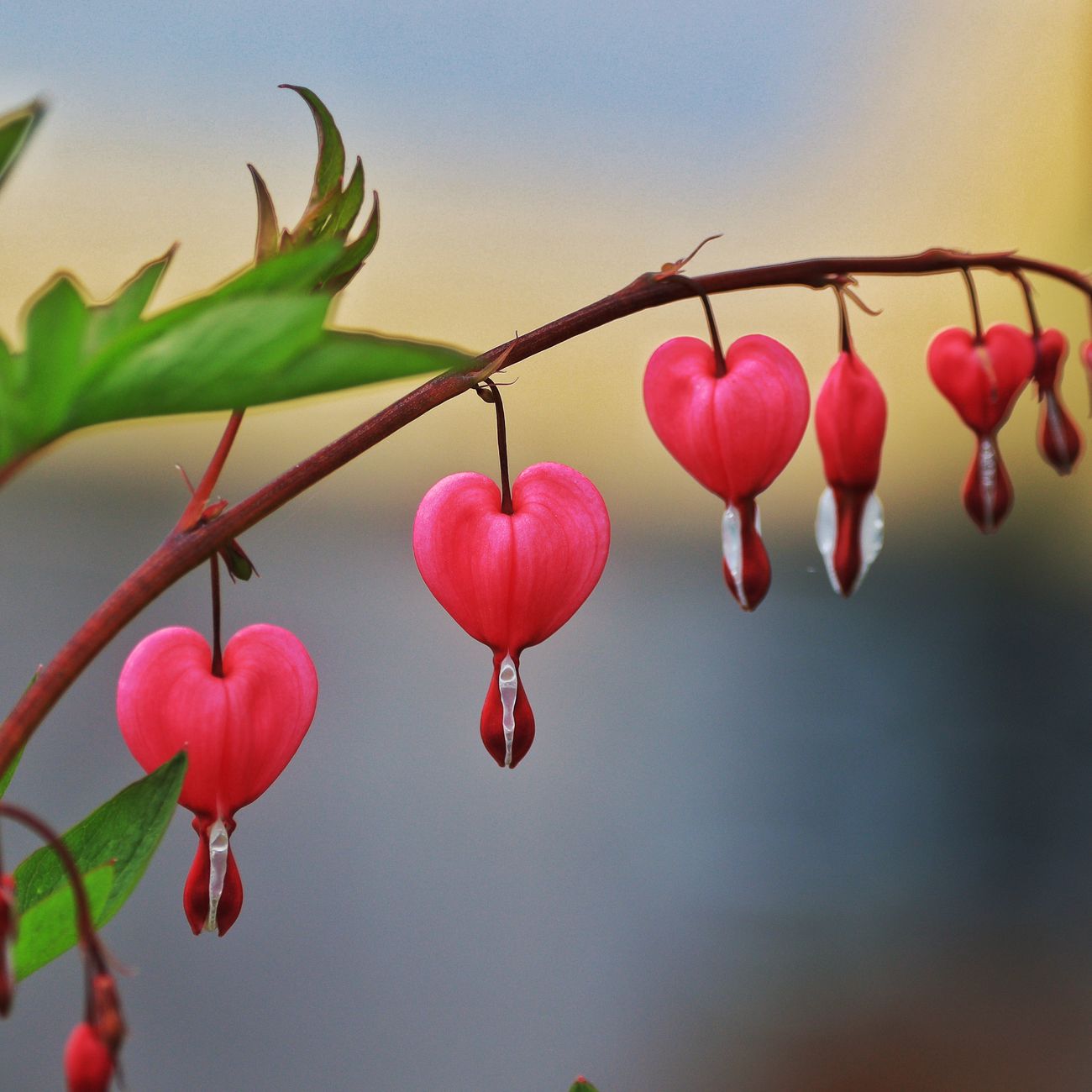 Transplant Cardiology Immunosuppression