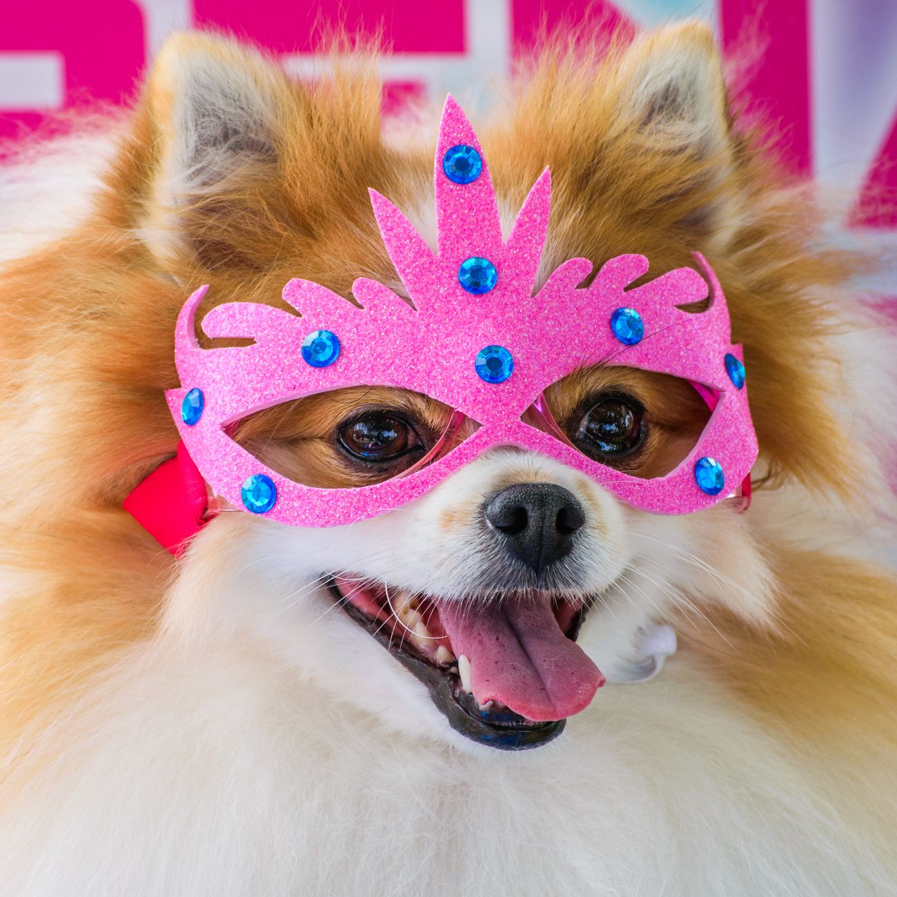 Pet Apparel Construction