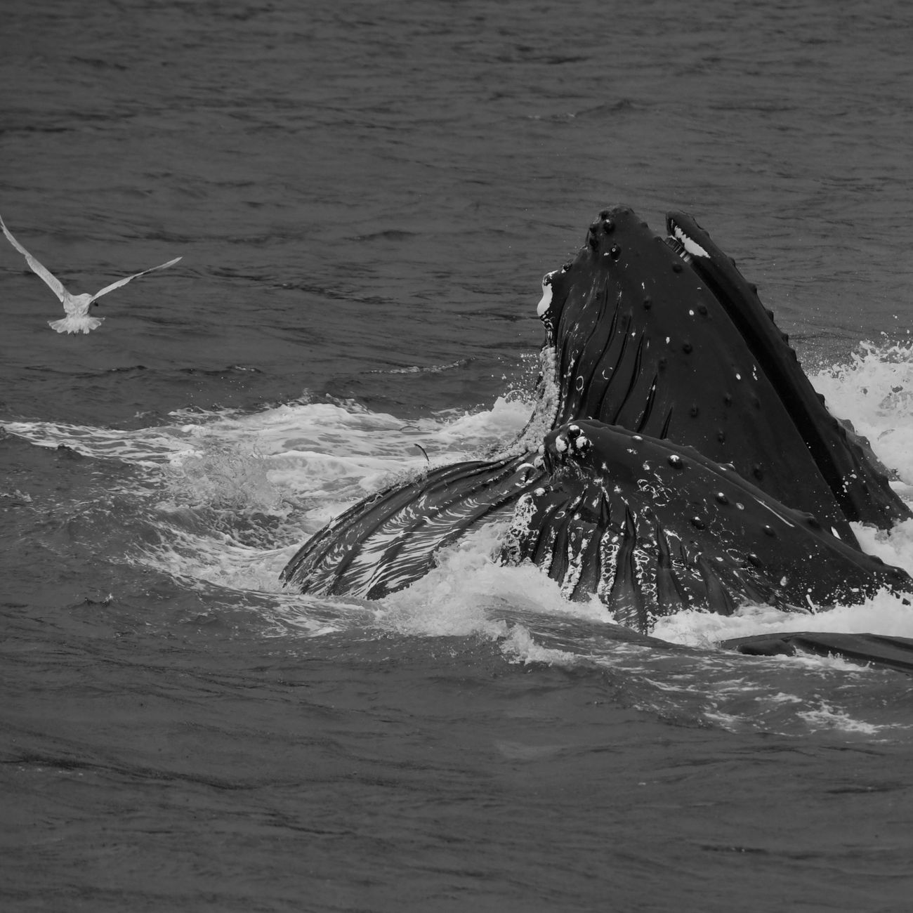 Marine Mammal Communication
