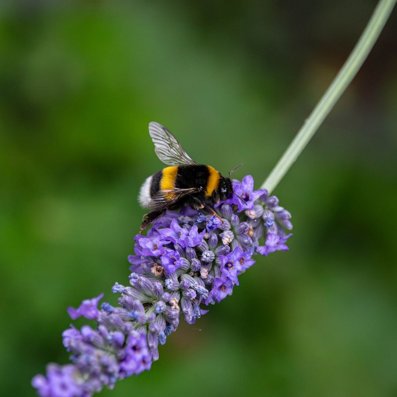 Lavender Plant Biology