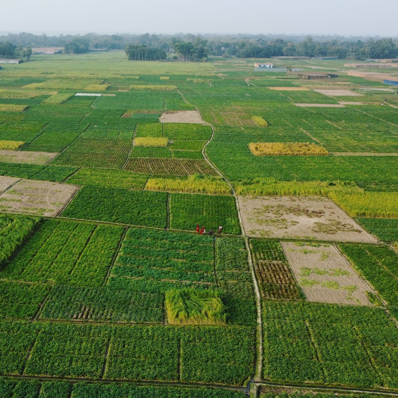 Communication and Conflict Resolution in Farm Succession